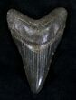 Black Megalodon Tooth - South Carolina #21246-1